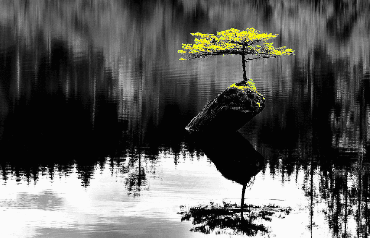 Lone Tree on Lake